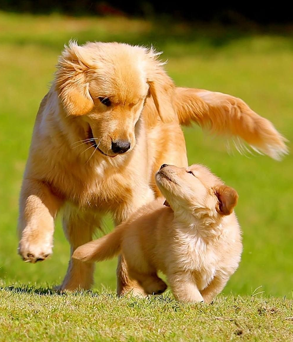 Nos amis les chiens.
